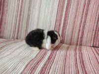 Cüce lop miniatur lop cüce tavşan çiftliği