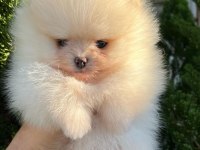 POMERANİAN BOO YAVRULARI