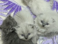 Sevimli british longhair yavrular