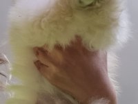 Çok iyi kalite dişi pomeranian