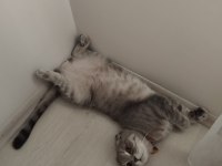 Ücretsiz sahiplendirme scottish fold kedimiz