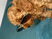 Toy Poodle yavrularımız son 2 dişi