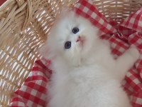 Safkan British Longhair Yavrular