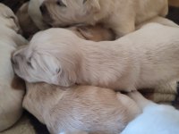 30 günlük sevimli golden retriever yavrularımız
