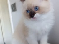 Safkan Ragdoll Mitted Point