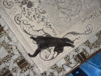 British shorthair 2 aylık dişi