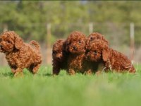 Irkının en güzeli toy poodle yavrular