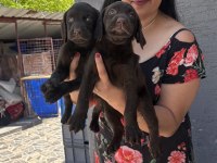 Çikolata labrador yavrularım