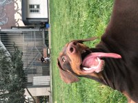 3 Yaşında dişi kısır doberman