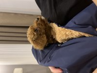 3 aylık dişi toy poodle