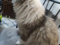 Exotic longhair kızıma eş arıyorum