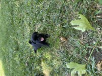 Pug Karainciler