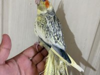 62 günlük kusursuz sultan papağanı bebek