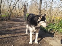HUSKY KÖPEĞİMİZE YENİ YUVA ARIYORUZ