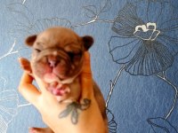 ORİJİNAL FRANSIZ BULLDOG BEBELER