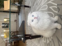 Scottish Fold Oğluma Dişi Eş Adayı Arıyorum