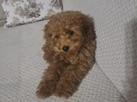 6 Aylık Toy Poodle