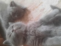 3 Disi Lilac Gri British Longhair