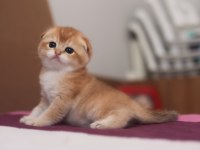 Golden rengine ny25 dişi scottish fold