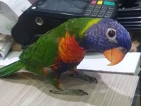 6 aylık lori papağanı