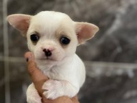 Chihuahua sevgililer gününe özel kampanya