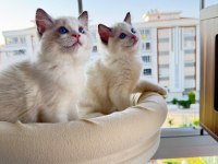 SECERELİ ANNE VE BABADAN SAFKAN RAGDOLL YAVRULAR