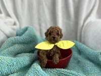 Ev ortamından kore poodle bebekleri