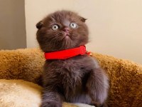 Safkan Kan Çikolata Bebek Scottish Fold