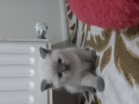 British shorthair yavru kedimiz