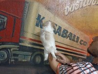 60 Günlük Dişi Morkie