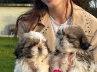 Çok Bebiş Shih-Tzu Yavrular