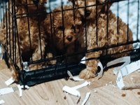 Anne 3.500 kg baba 4.700 Gr toy poodle yavrularım