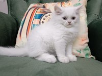 British longhair