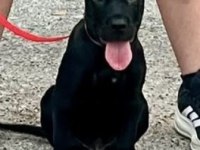 Safkan Cane Corso