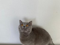 Yavru British Shorthair