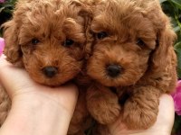 TOY POODLE YAVRULARI