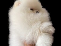 BEBEK SURAT POMERANİAN