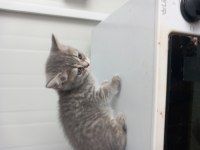 8 yavru kedi