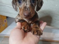 Çikolata ve Merle Dachshund yavrular yeni yuvalarına hazır