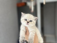 Brıtısh Shorthair Sılver Yavrularım