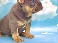 HARİKA ANATOMİ BLUE TAN FRENCH BULLDOG