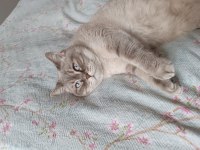 4 yaşında dişi blue point british shorthair