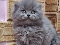 Scottish Fold Yavrularımız Evinizin Neşesi Olacaktır