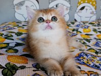 Kız güzeli bir erkek british shorthair