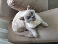 Safkan erkek british shorthair