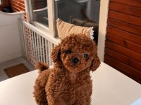 Toypoodle Redbrown Yavrular Kore Kan 