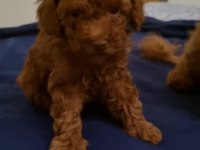 Toy Poodle Red Brown Kore safkan dişi-erkek yavrular