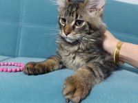 Uyguna vereceğim dev maine coon yavruları