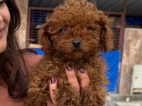 Kore toy poodle yavrularımız 