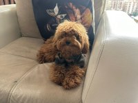 Sevimli maltipoo patiler